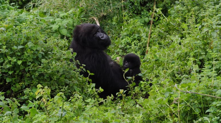 Gorille avec son bébé dans le Parc national des Virunga