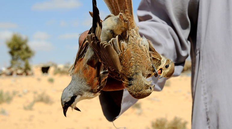 Piégeage d'oiseaux en Egypte