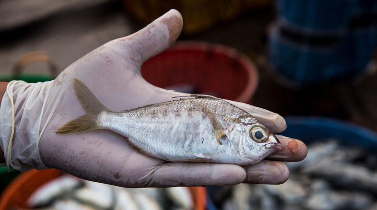 Poisson Blanche fil