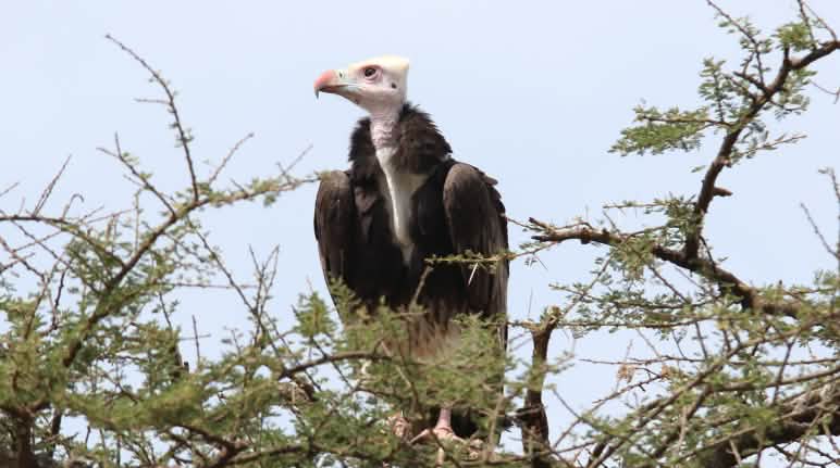 Plusieurs espèces de vautours, comme le vautour à tête blanche, sont menacées d’extinction Vautour en Afrique