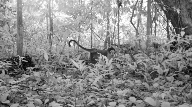 Une première : photo de mangabey couronné dans la forêt d'Atewa au Ghana