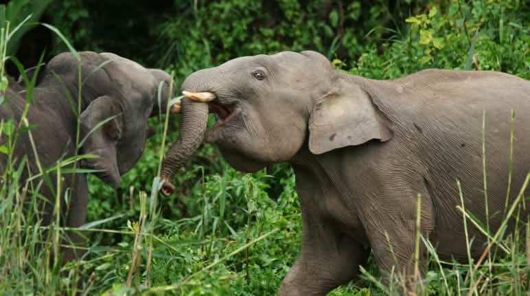 Deux éléphants nains à Sabah Eléphants nains à Sabah