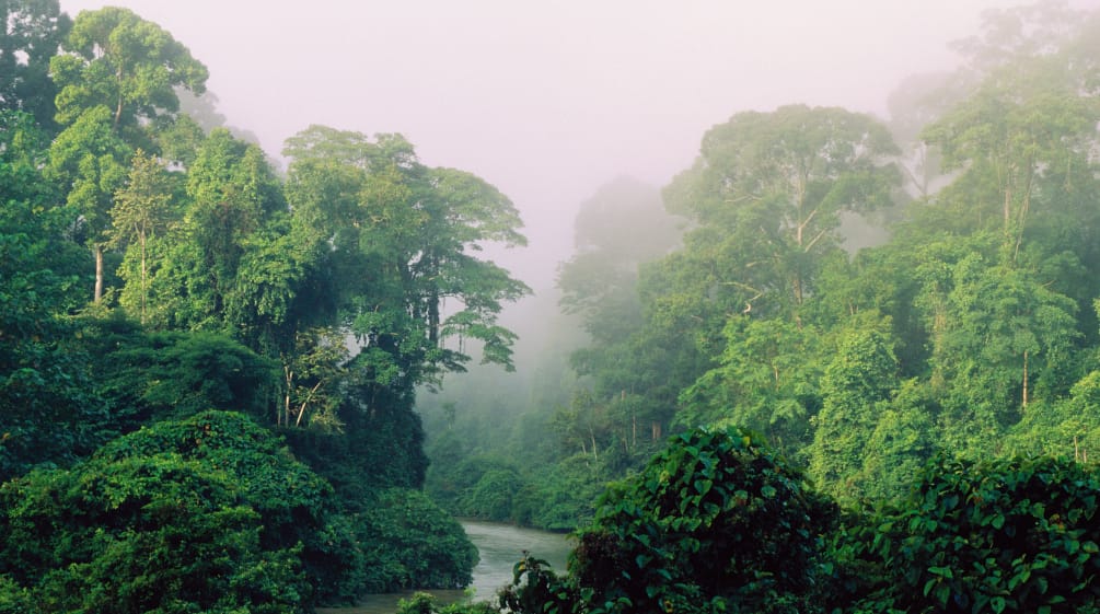 Paysage verdoyant d’une rivière coulant dans une forêt tropicale