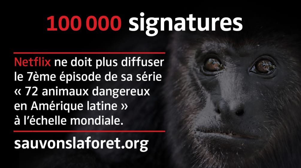 Singe Hurleur noir (Alouatta carayá) avec sur fond noir avec le texte "en danger"