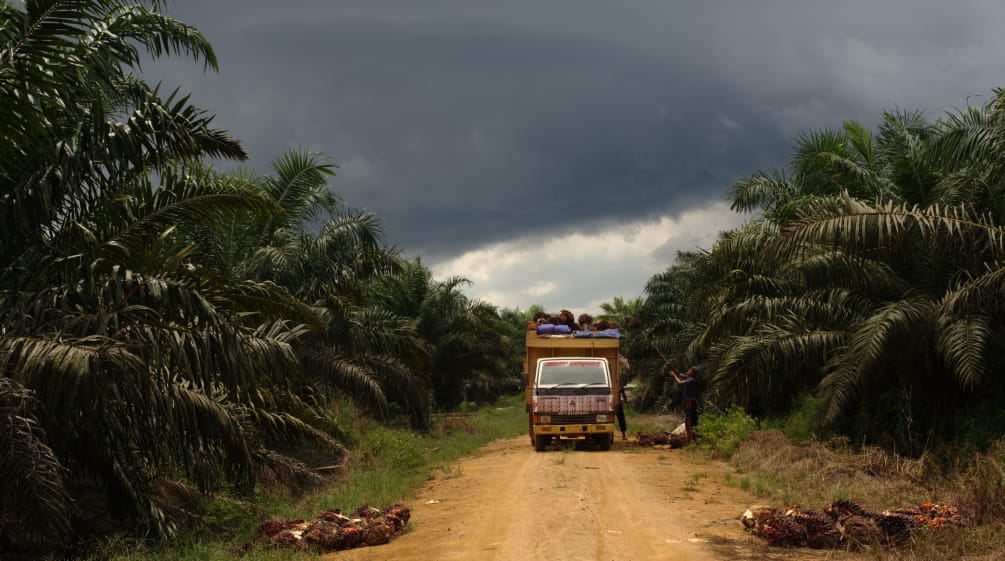 Plantation de palmiers à huile en Indonésie