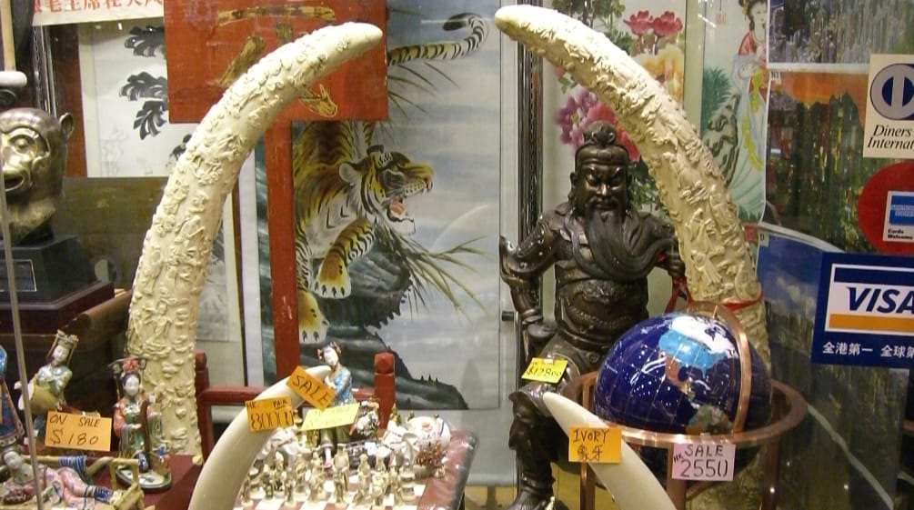 Vitrine exposant des objets en ivoire : le braconnage menace les éléphants d’extinction Ivoire dans un commerce