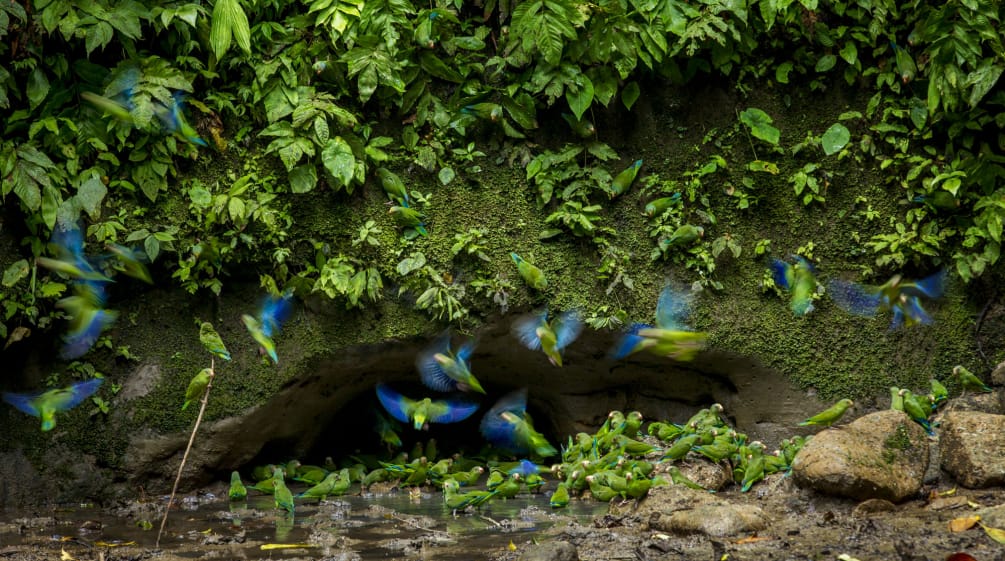Perroquets dans le parc national Yasuní