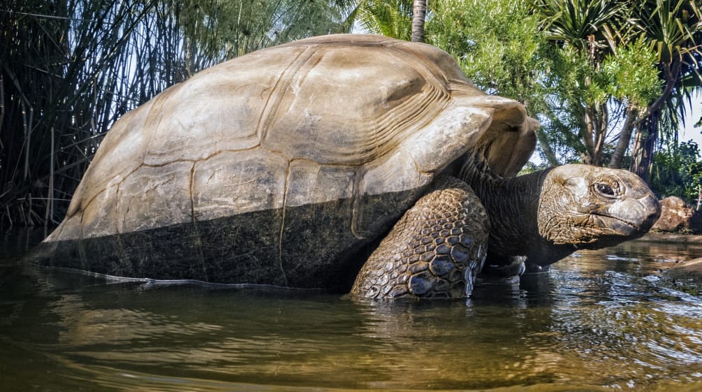 Tortue géante des Seychelles (Aldabrachelys gigantea)