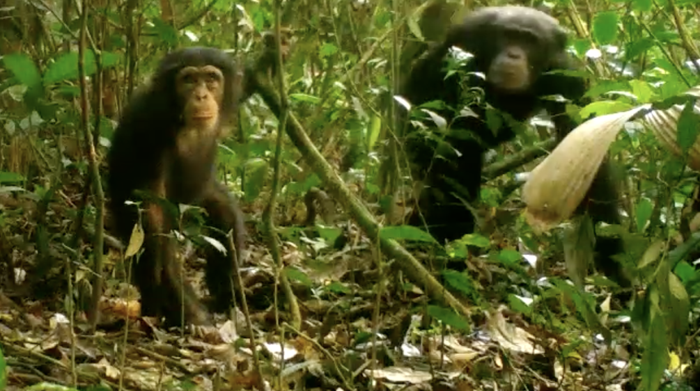 Curieux, un jeune chimpanzé regarde dans la caméra. Sa mère reste en arrière-plan. Image capturée dans le parc national Grebo-Krahn au Libéria
