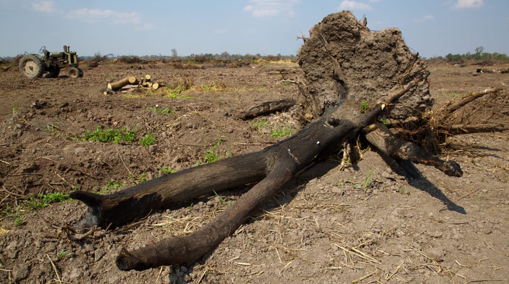 Un arbre brûlé pour établir des plantations de soja dans le Gran Chaco