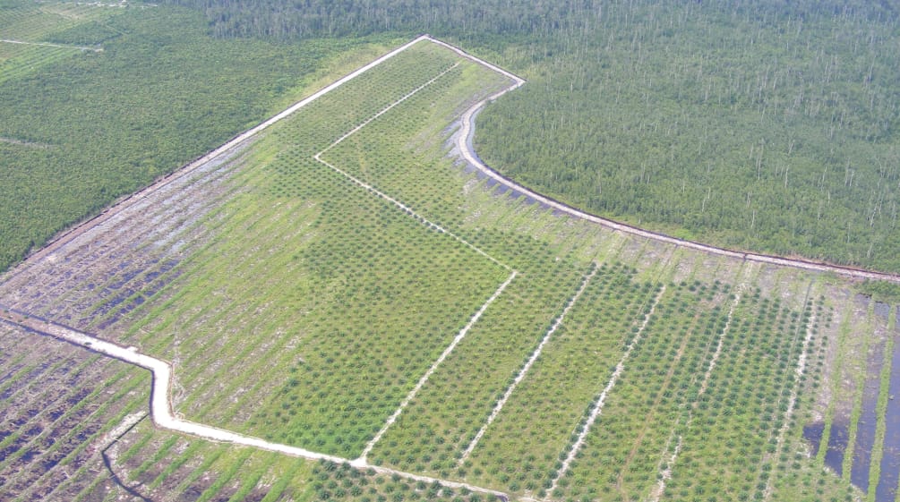 Plantation de palmiers à huile à Bornéo (Kalimantan)