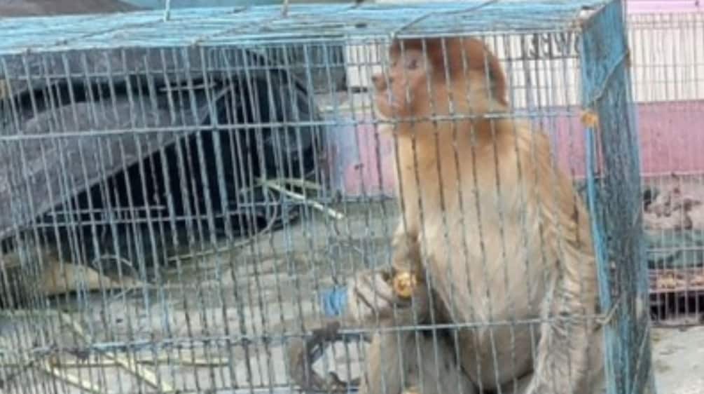 Singe nasique dans une cage