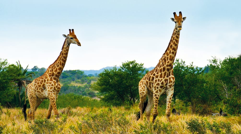 Girafes en Afrique du Sud