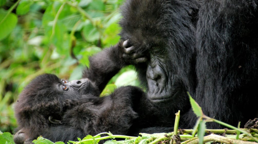 Une maman gorille fait des câlins à son bébé