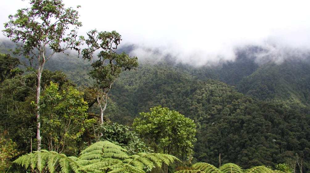 Forêt de nuages dans la région de l’Intag au nord de l’Équateur