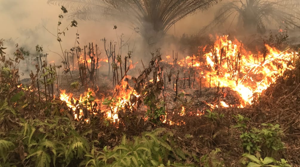 Incendies près du village de Puding dans la province de Jambi à Sumatra le 21 septembre 2019