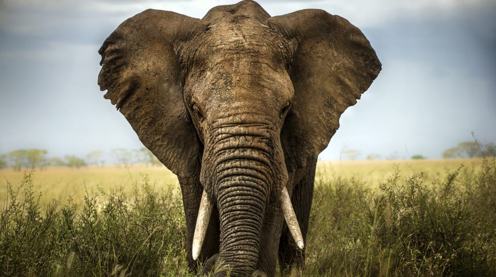 Un éléphant d’Afrique dans la savanne