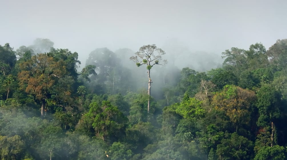 Forêt tropicale en Amazonie