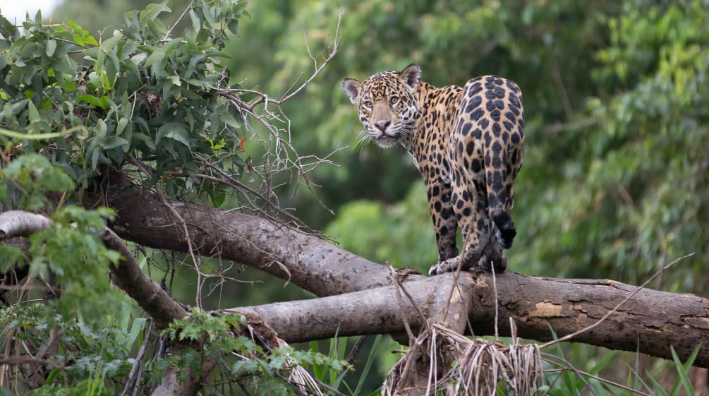 Un jaguar de dos tourne sa tête regarde en direction de la caméra depuis un arbre tombé dans la forêt tropicale