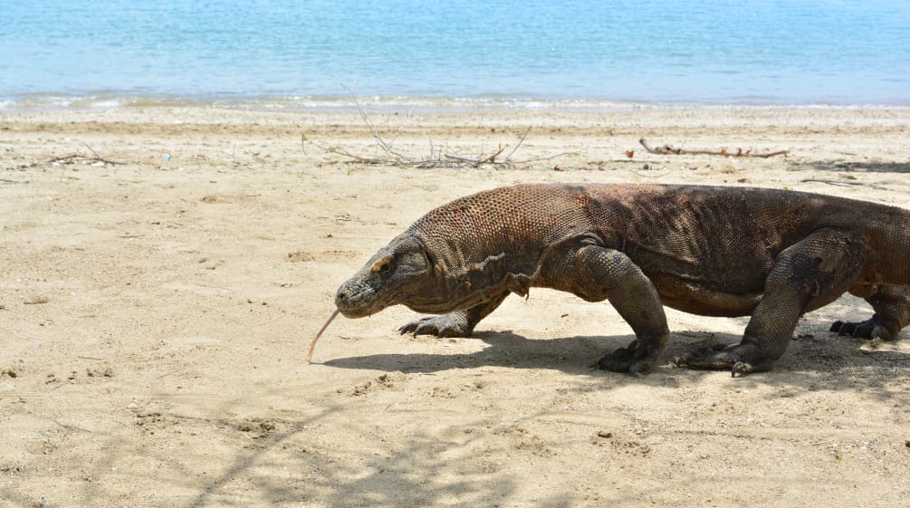 Un dragon de Komodo marche sur une plage