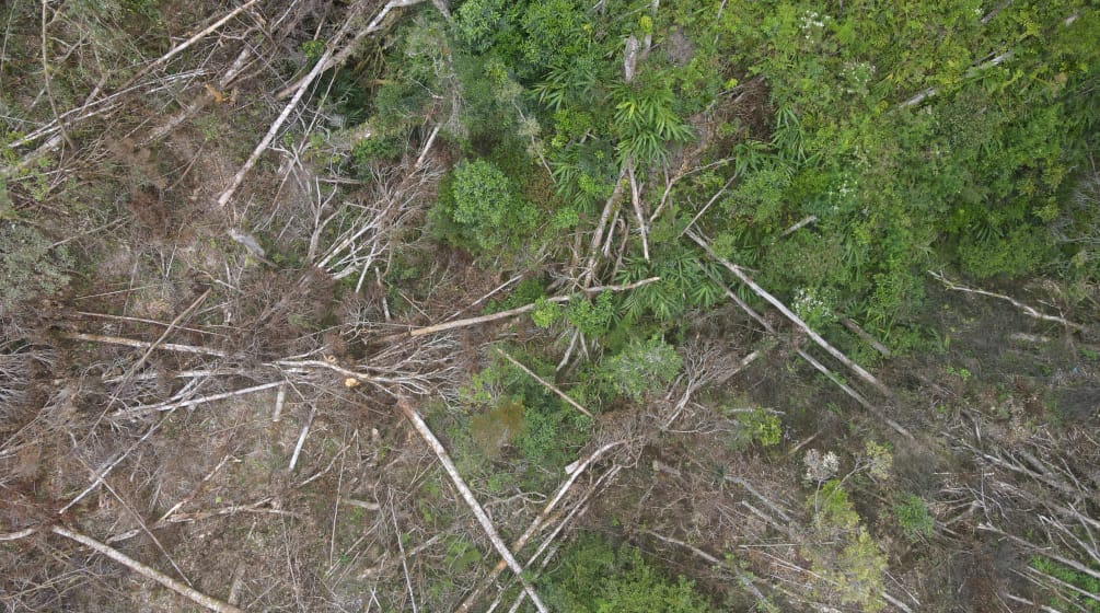 Déforestation pour la mine de nickel du géant minier brésilien  PT Vale