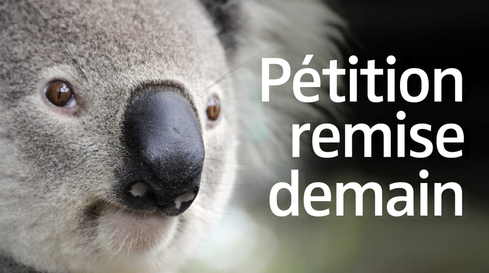 Un koala avec le texte "Pétition remise demain"