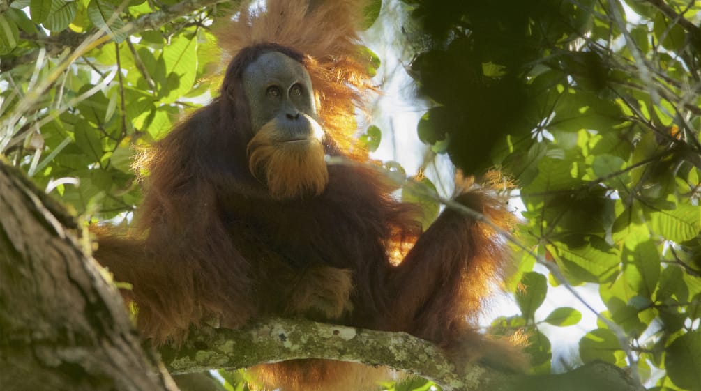 Orang-outan de Tapanuli (Pongo Tapanuliensis)