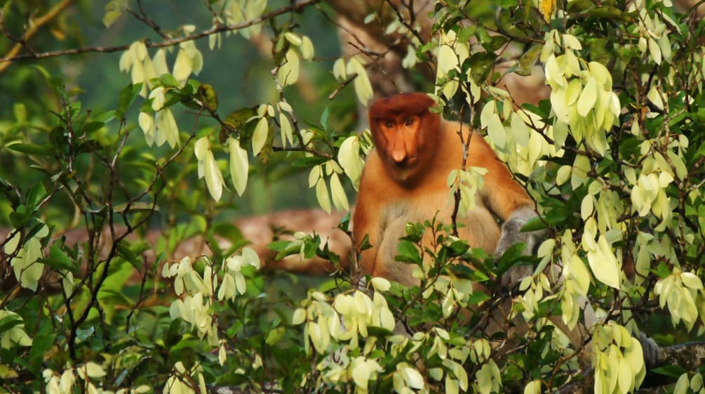 Singe nasique dans un arbre