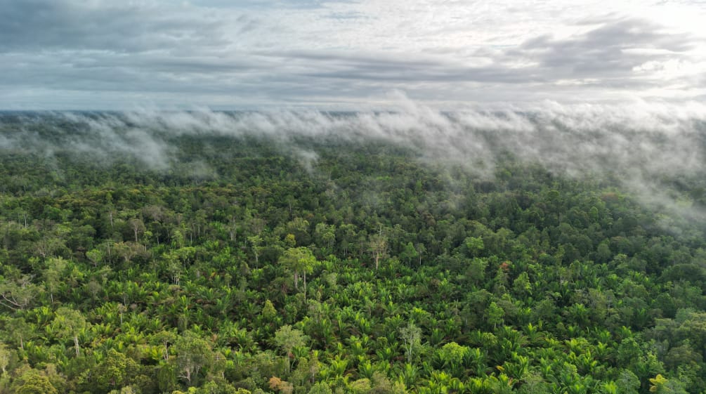 Nuages et brouillard sur la forêt vierge de Boven Digoel en Papouasie (Indonésie)