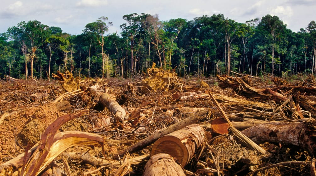 Forêt tropicale défrichée au premier plan et préservée à l’arrière-plan