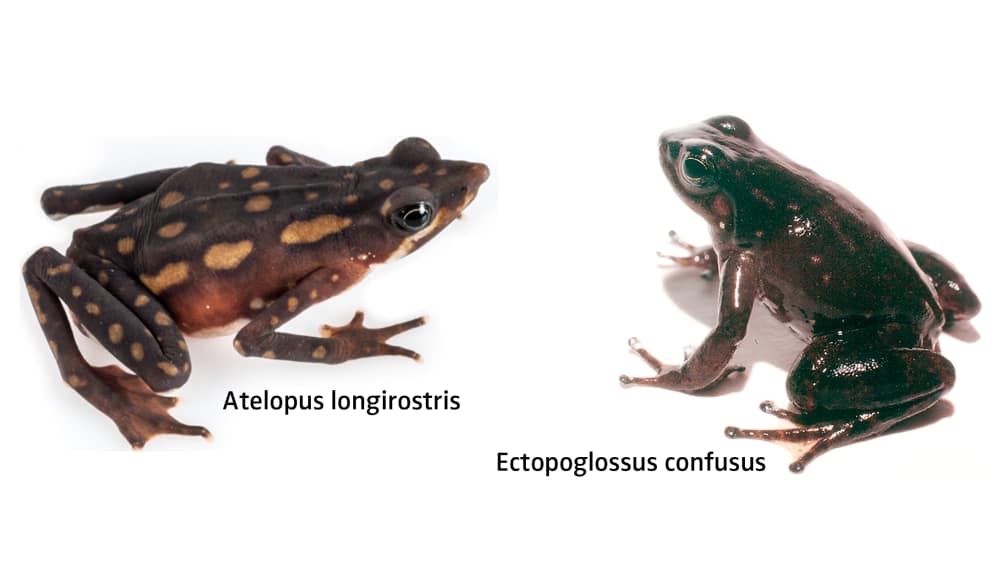Photomontage de deux espèces menacées d’amphibiens, paru dans le bulletin trimestriel Regenwald Report 1-21