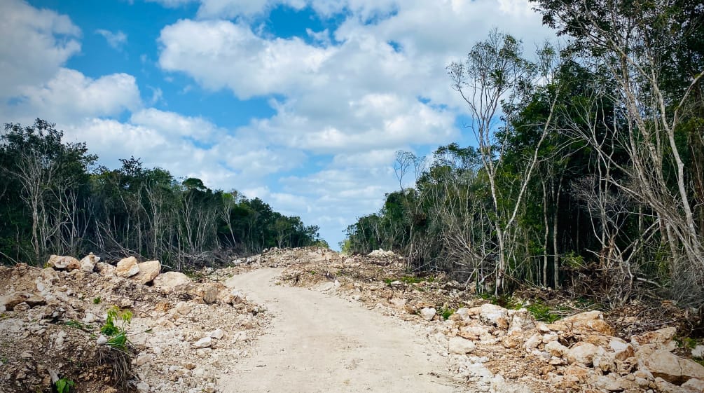 Chantier du "Train Maya" avec un couloir perforant la forêt tropicale