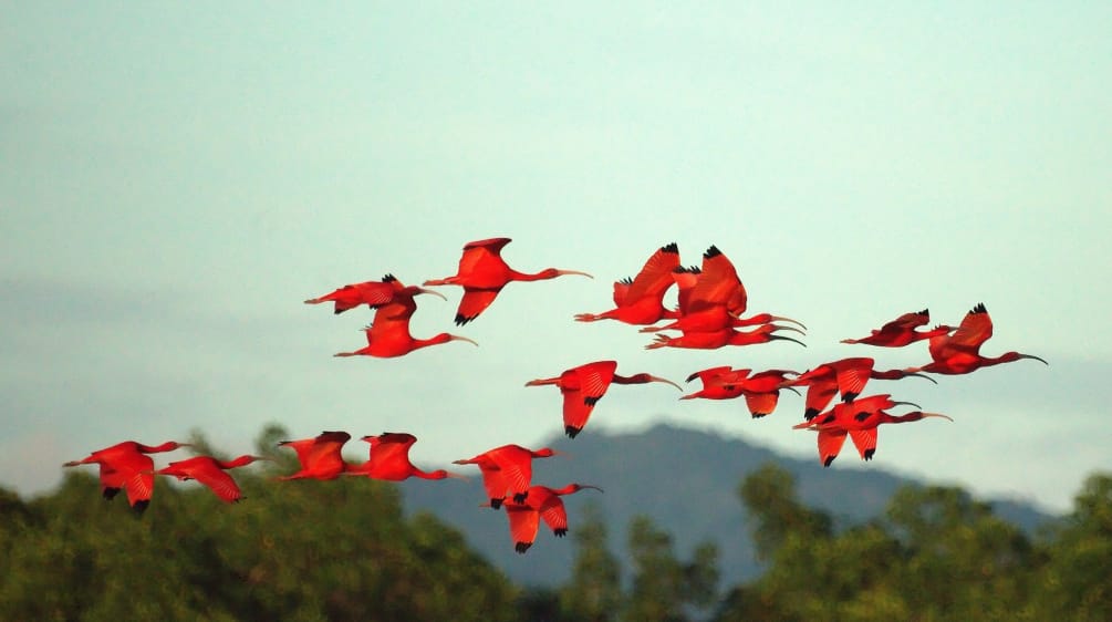 Un groupe d’ibis rouges en vol