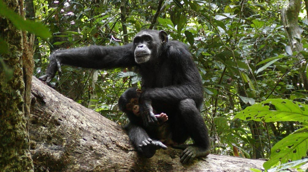 Chimpanzés au parc national de Sapo