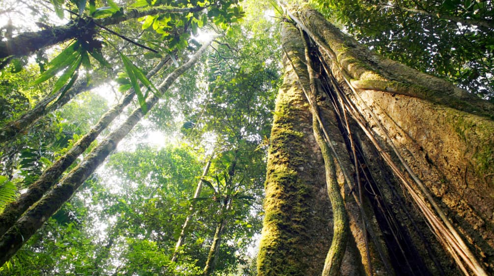 Vue en contrebas d’arbres géants dans la forêt amazonienne