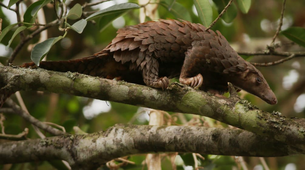 Le pangolin est le mammifère le plus braconné au monde Pangolin