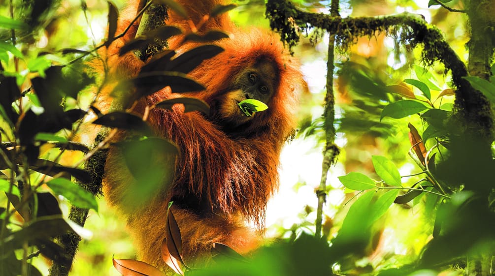 Orang-outan de Tapanuli (Pongo Tapanuliensis)