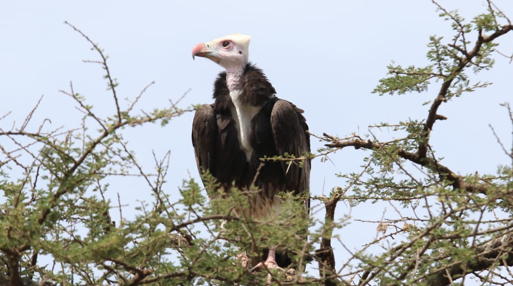 Vautour en Afrique