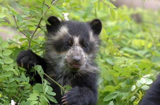 Un jeune ours à lunettes se tient debout au milieu des feuillages