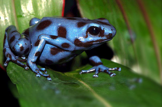 Grenouille bleue tachetée de noir sur une feuille