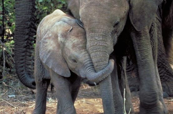 Une femelle éléphant et son petit éléphanteau tête contre tête, la trompe nouée