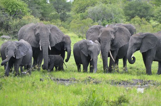 Un bébé éléphant entoure tendrement sa trompe au tour de celle de sa mère en Afrique