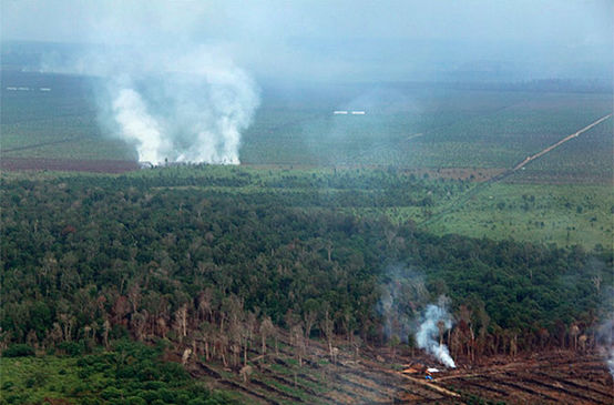 Vue aérienne d’un paysage composé de tourbières en train d’être incendiées et de cultures d’huile de palme en arrière plan
