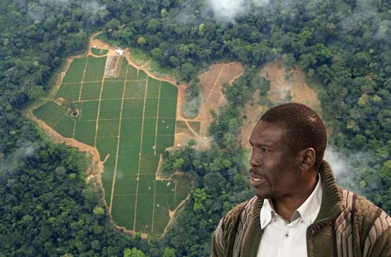 Photomontage : de profil le militant écologiste Nasako Besingi avec comme arrière plan une vue aérienne sur une plantation d’Herakles Farms au Cameroun.