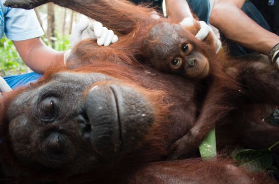 Une femelle orang-outan et son petit en train d’être secourue par une équipe de médecins