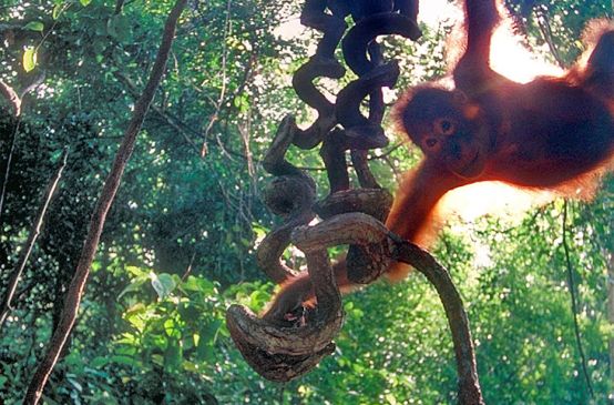 Orang-outan se balançant à une branche dans la forêt tropicale
