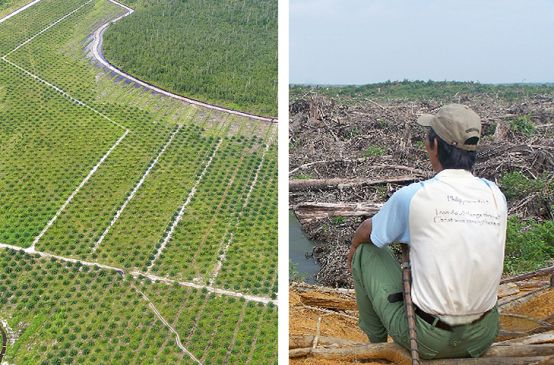 Montage de deux photos. À gauche : une vue aérienne sur des plantations de palmiers à huile et un petit bout restant de forêt tropicales. À droite : un homme assis et de dos contemple le paysage désertique de la forêt dévastée