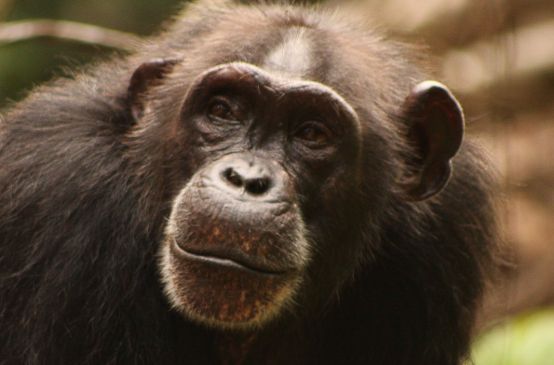 Un chimpanzé d’Afrique occidentale (Pan troglodytes verus), espèce menacée d'extinction selon l'UICN