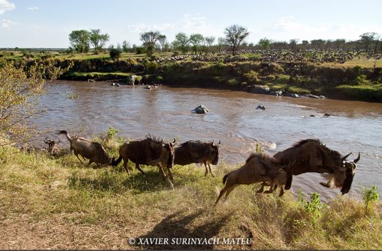 Des gnous courent et sautent le long d’une rivière dans le Serengeti