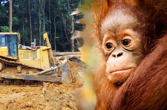 Photomontage : un orang-outan regarde impuissant un bulldozer détruire la forêt tropicale